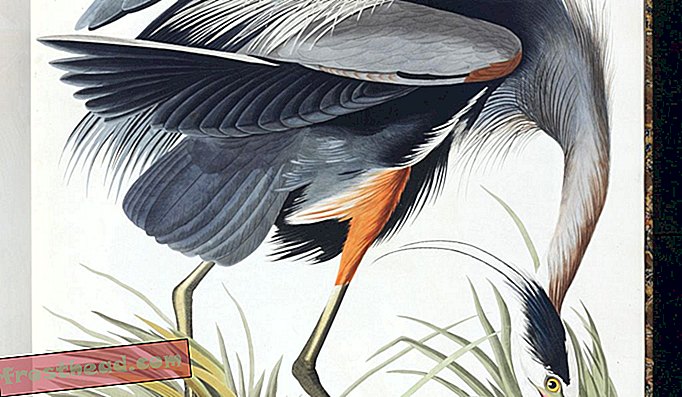 Uma das ilustrações de Audubon.