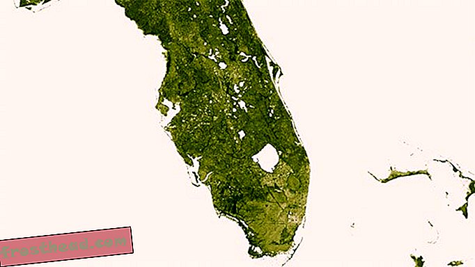 Този изглед на Флорида показва листния пейзаж на държавата.