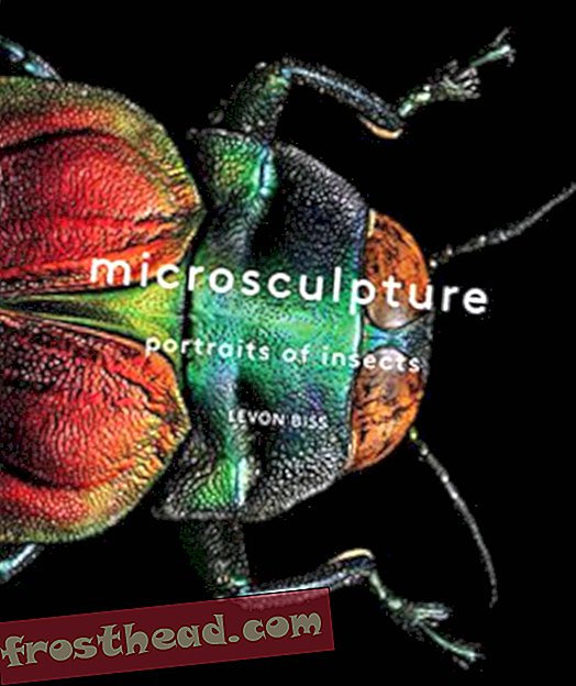 Preview thumbnail for 'Microsculpture: Portraits of Insects