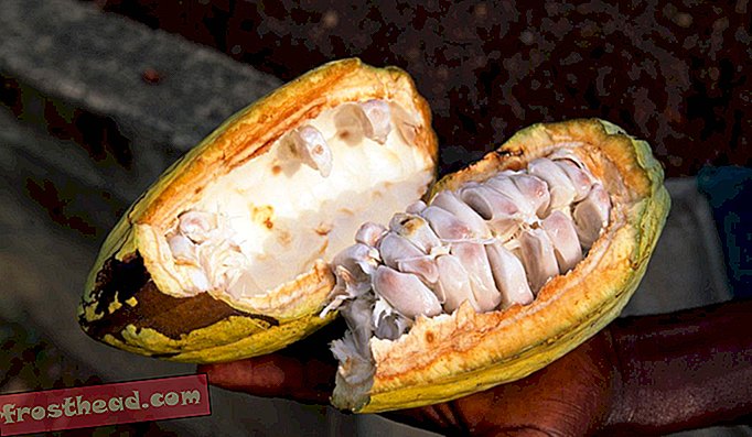 Eine frisch geöffnete Kakaoschote ist mit schleimartigem Fruchtfleisch gefüllt - eine gute Nahrung für fermentierende Hefen.
