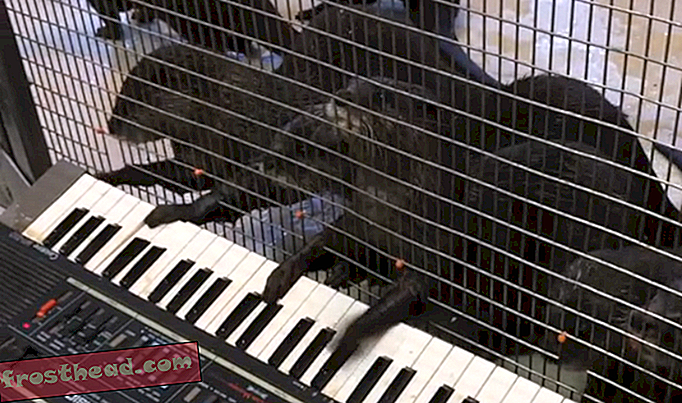 Usted nutria cree que estos animales de zoológico pueden tocar el piano, la armónica y el xilófono