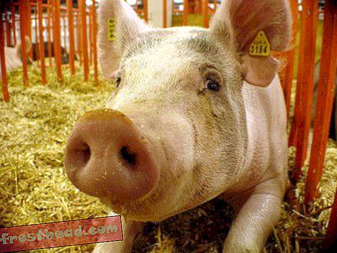 Est-il sécuritaire de manger du porc?