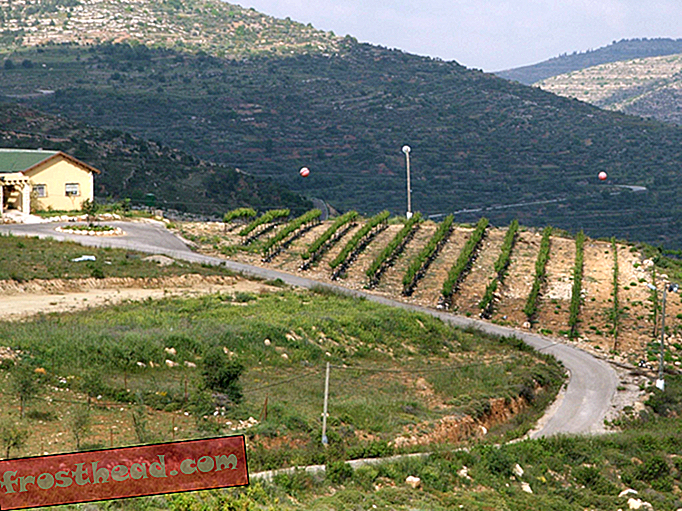 Den beste kosher vinen i Israel kan ikke komme fra Israel