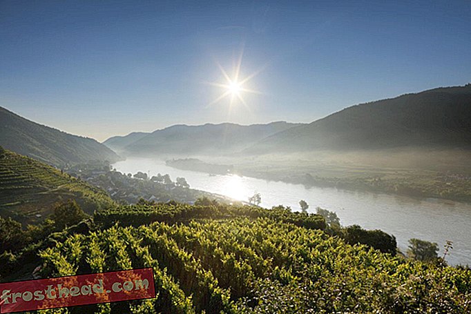 Vignobles de la vallée de la Wachau