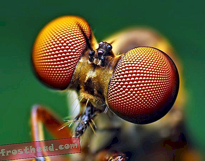 Κλείδωμα ματιών με αράχνες και έντομα