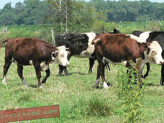 Réduction du bétail avec des mini-bovins
