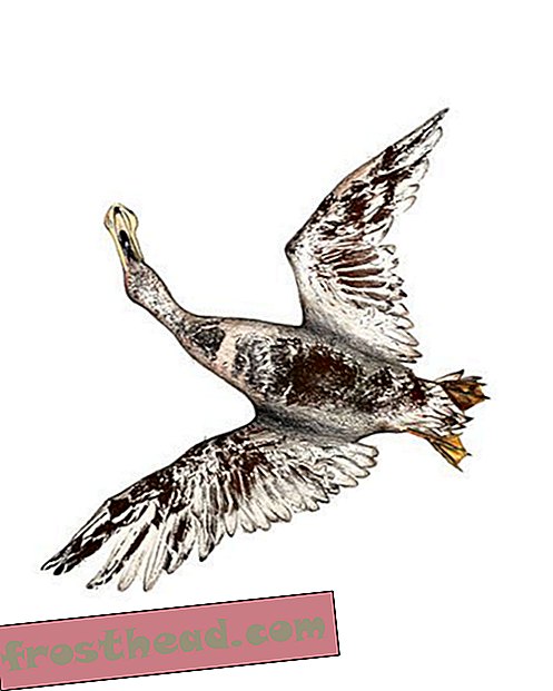 Shoveler Utara (Anas clypeata)