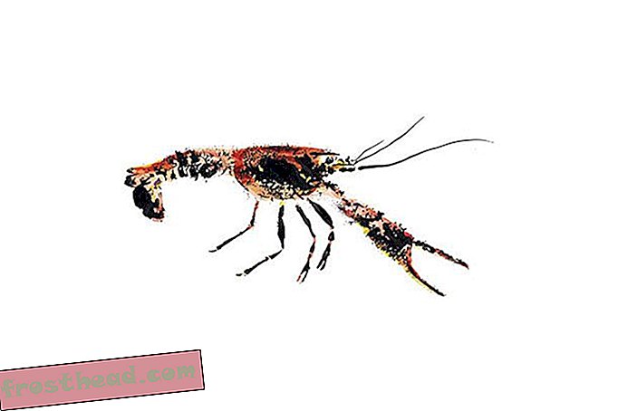 赤い沼ザリガニ（Procambarus clarkii）
