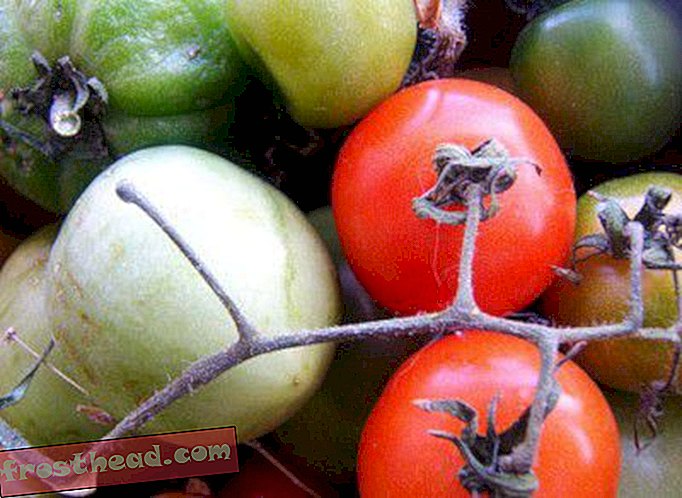 En savoir plus sur les tomates Heirloom
