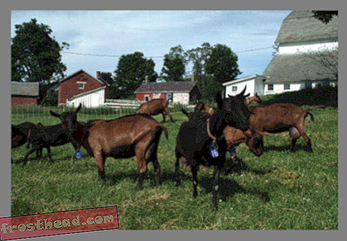 Rhume des foins: élevage de chèvres et de fromages dans le Vermont