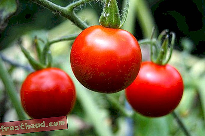 Viis tomati söömise viisi