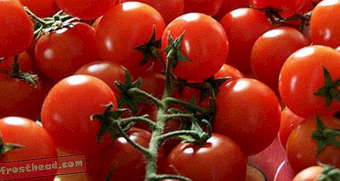 articles, blogs, voyageur constant, voyage - La perfection de la tomate