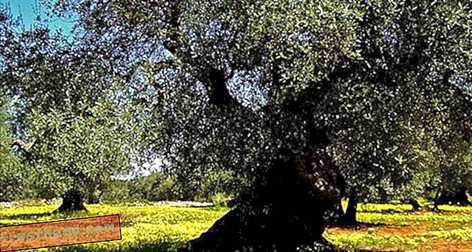 Italie: Où l'huile d'olive est la plus savoureuse