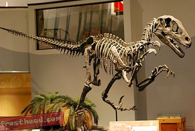 Hva vet vi virkelig om Utahraptor?-artikler, blogger, dinosaur-sporing, vitenskap, dinosaurer