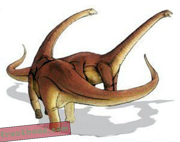 artikkelit, blogit, dinosaurusseuranta, tiede, dinosaurukset - Sauropodin "lasten pöytä"