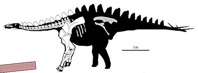 Miragaia, den lange halsede Stegosaur