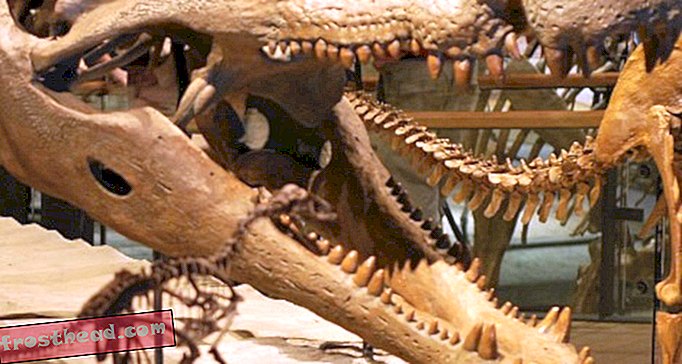 מאמרים, בלוגים, מעקב אחר דינוזאורים, מדע, מדע, דינוזאורים - איזה דינוזאורים מפחדים?  הטרור קרוק