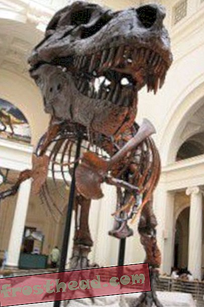 artiklid, ajaveebid, dinosauruste jälgimine, teadus, dinosaurused - Uus näitus tähistab Tyrannosaurus “Sue”
