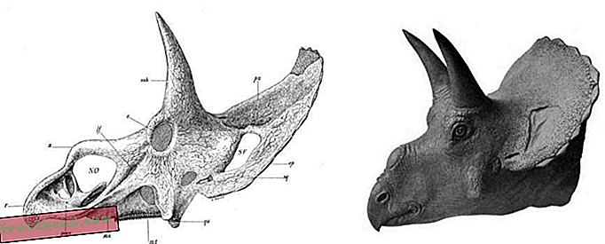 Gendannelse af Nedoceratops: Formået af en hornet rival?