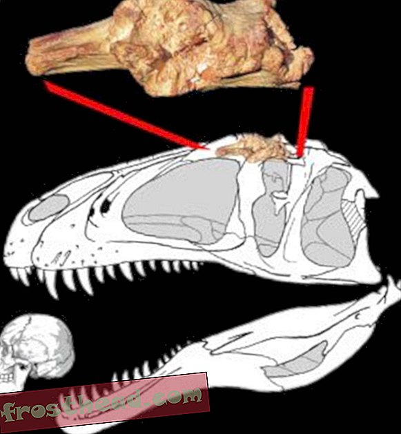 Odkrit nov dinozaver - poimenovan po demonskem sauronu z Gospodarja prstanov