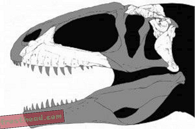 artiklid, ajaveebid, dinosauruste jälgimine, teadus, dinosaurused - Veel üks pilk Aasia "hai-hammastega draakonile"