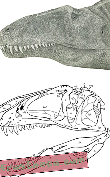 Acrocanthosaurus perekonna leidmine