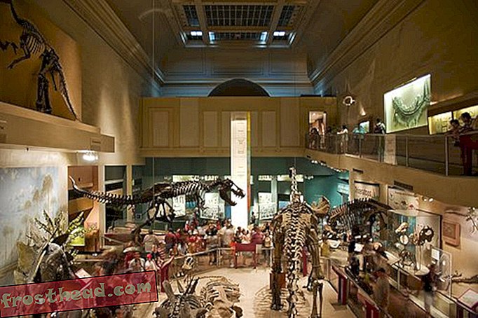 artykuły, blogi, śledzenie dinozaurów, nauka, dinozaury - Podsłuchano w Muzeum Historii Naturalnej