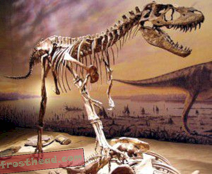 記事、ブログ、恐竜追跡、科学、恐竜 - ティラノサウルスの歯のツールキット