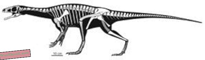 статии, блогове, проследяване на динозаври, наука, динозаври - Нов ранен динозавър, прототипи на Панфагия