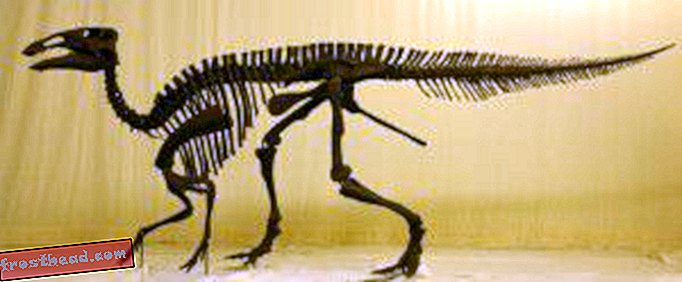 Hadrosauri hoppi tehes