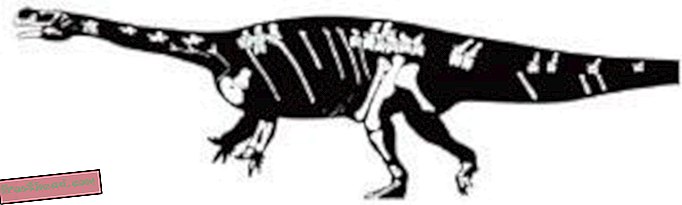 artículos, blogs, seguimiento de dinosaurios, ciencia, dinosaurios - Presentamos Aardonyx, la "Garra de la Tierra"
