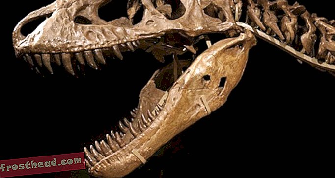 artículos, blogs, seguimiento de dinosaurios, ciencia, ciencia, dinosaurios - Tecnicismos Tangle Tarbosaurus Case