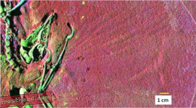 Røntgenbilder gir et nytt blikk på Archeopteryx