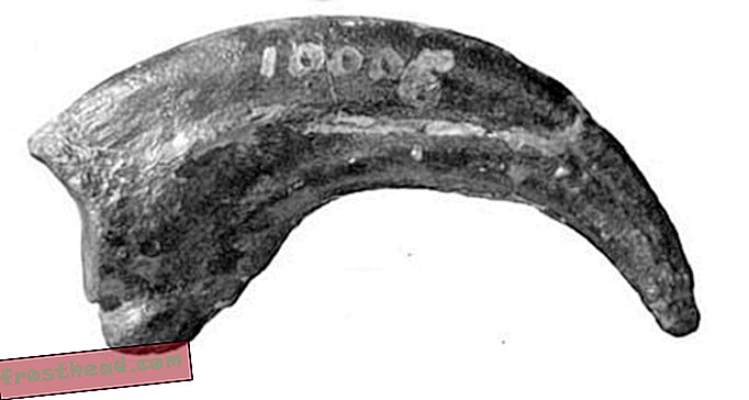 članci, blogovi, praćenje dinosaura, znanost, dinosauri - Iznenađujuće ruke Dryptosaurusa