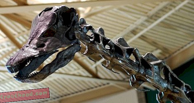статии, блогове, проследяване на динозаври, наука, динозаври - Как изяде Diplodocus?