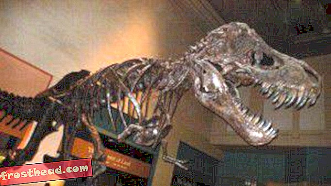 Artikel, Blogs, Dinosaurier-Tracking, Wissenschaft, Dinosaurier - Spiel mit dem Tyrannosaurus