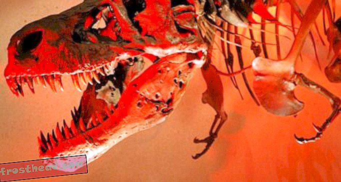 Paleontoloogid uputavad vee-dinosauruste jama
