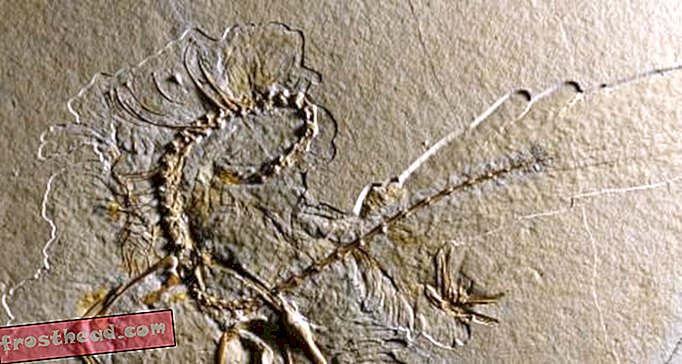 Paleontologer afslører den 11. arkæopteryx