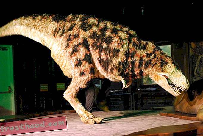 Var Tyrannosaurus et stort Tyrkiet?