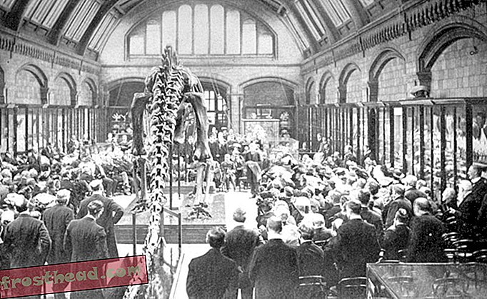 artiklid, ajaveebid, dinosauruste jälgimine, teadus, dinosaurused - Kui Diplodocus tungis Euroopasse