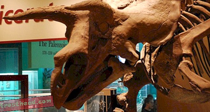 Triceratops ei ollut myrkyllinen