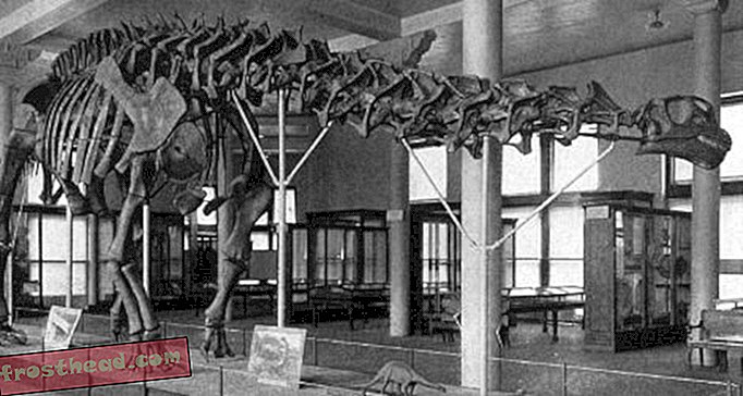 artikkelit, blogit, dinosaurusseuranta, tiede, dinosaurukset - Miksi Brontosaurus edelleen tärkeä