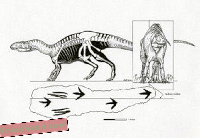 獣脚類の腕をつかむ-記事、ブログ、恐竜追跡、科学、恐竜