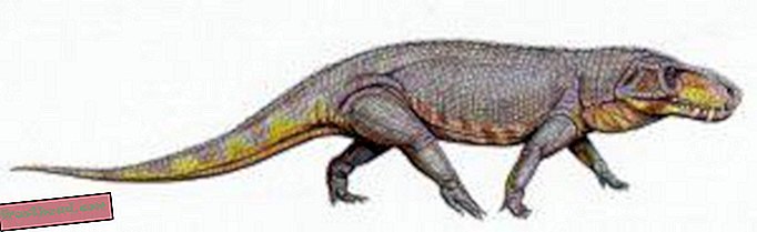 Une nouvelle découverte fossile exceptionnelle révèle le redoutable prédateur triasique-articles, blogs, suivi de dinosaures, science, dinosaures