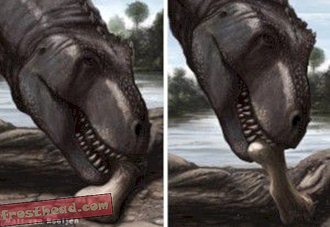 Tarbosaurus: un depredador y un carroñero con una mordida delicada