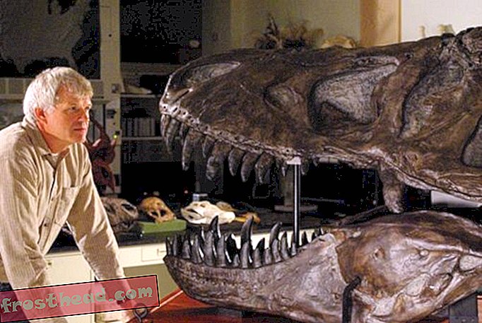 Pandillas de Tarbosaurus: ¿Qué sabemos?