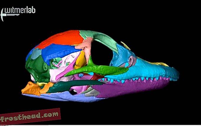 artikel, blog, pelacakan dinosaurus, sains, dinosaurus - Blog Karnaval # 31: Bumi Kuno, ToothAche Tertua di Dunia, Pot-Bellied Dinos, dan Lainnya