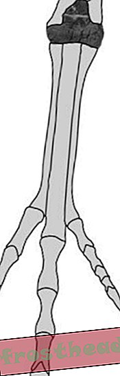 एक आरेख, जो सीराटोसोरस टखने की हड्डी के स्थान को दर्शाता है।