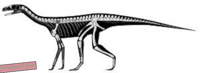 Uued fossiilid viitavad dinosauruste lähedaste suurele mitmekesisusele