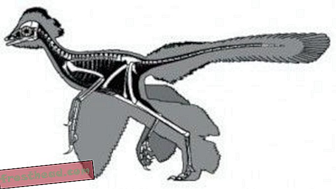 artiklid, ajaveebid, dinosauruste jälgimine, teadus, dinosaurused - Suled enne arheopteryxit